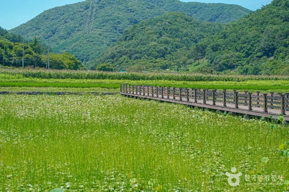 고성_상리연꽃공원 (4)