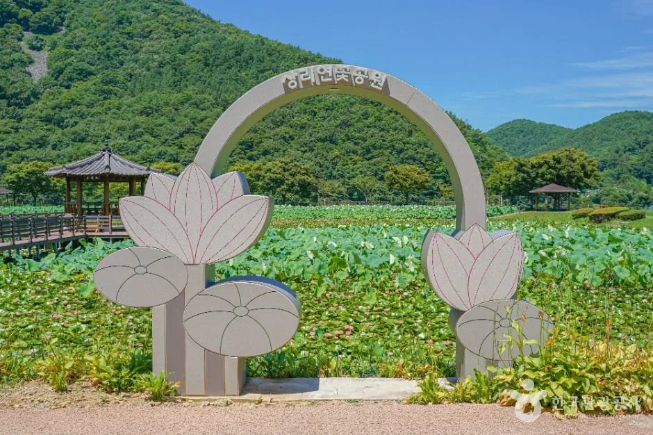 고성_상리연꽃공원 (3)