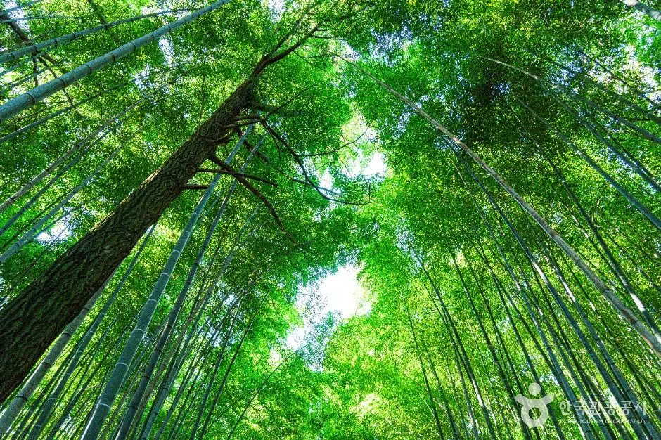 고창_고창읍성 맹종죽림 (3)