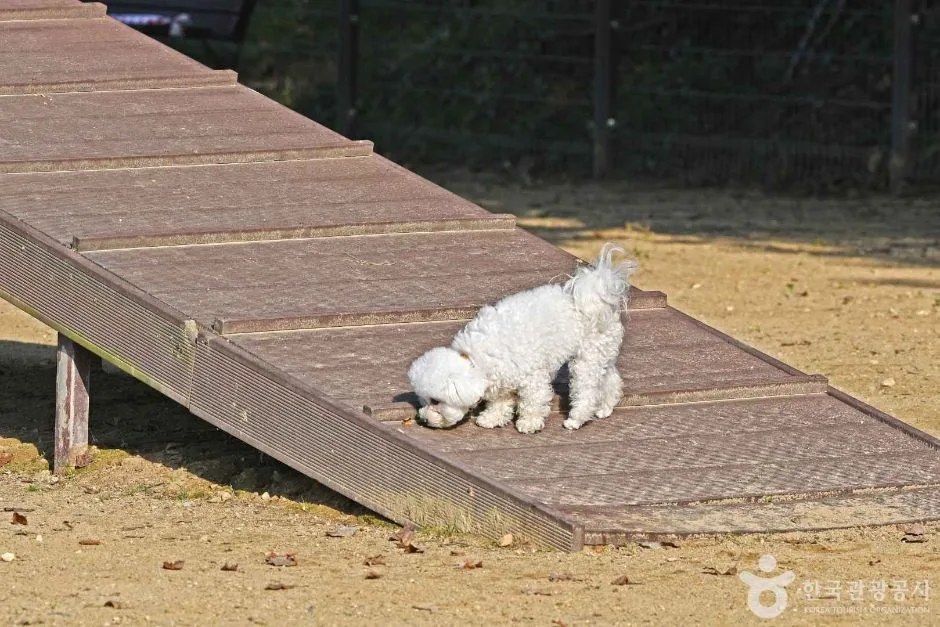 광교호수공원 반려견 놀이터 (4)