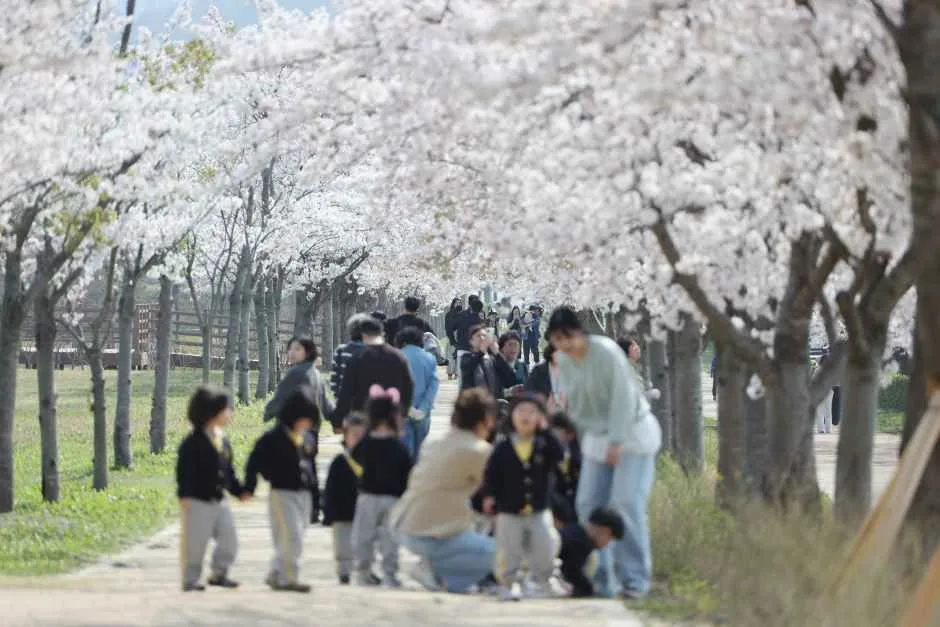 2026 강릉 경포벚꽃축제 (5).jpg