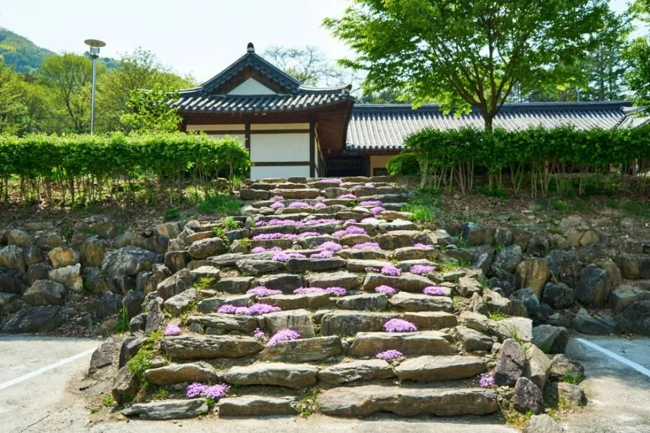 화천_산약초 마을 (4)