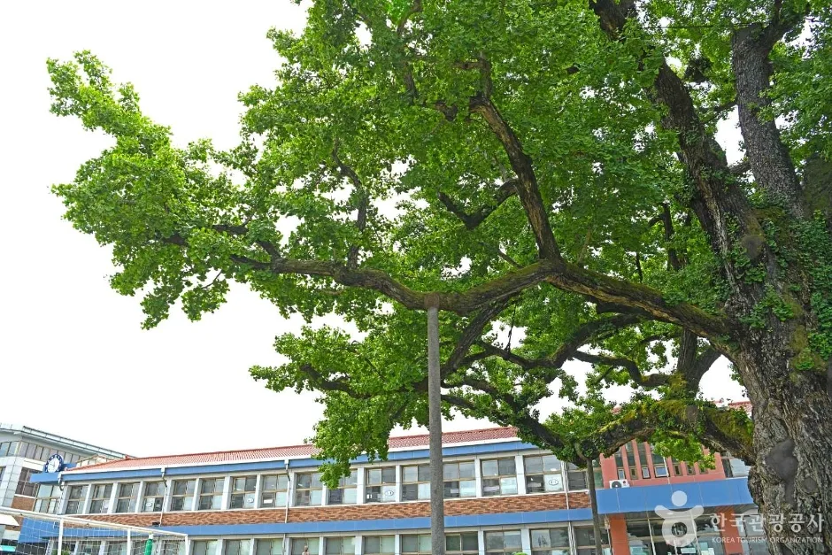 괴산 읍내리 은행나무 (7)