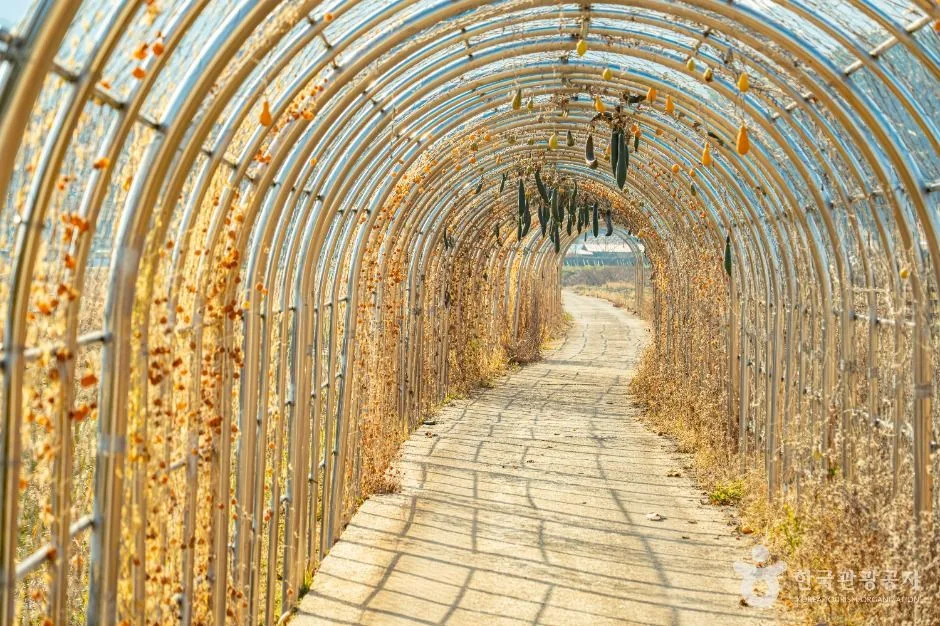 진안_원연장 꽃잔디마을 (10)