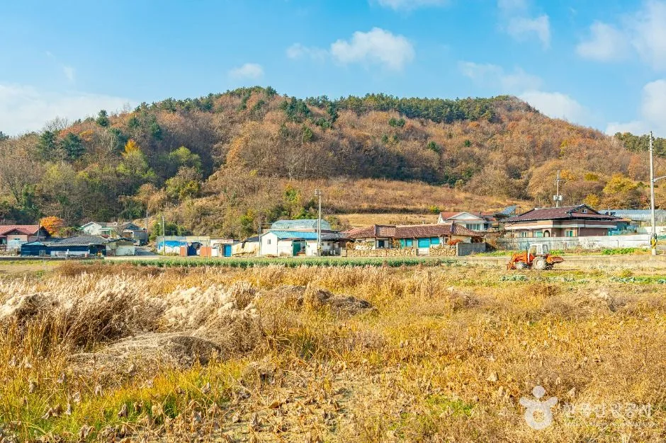 진안_원연장 꽃잔디마을 (12)