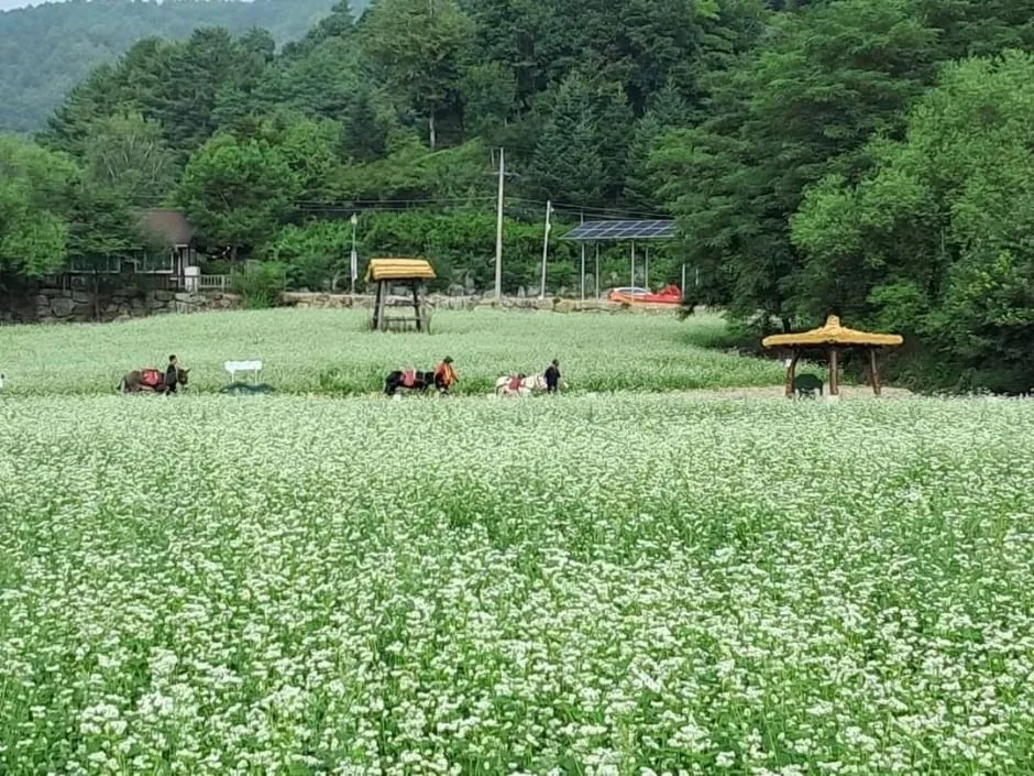 2026 평창효석문화제 포스터.jpg