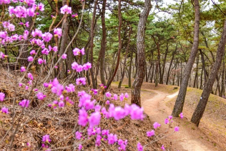 부소산 (24)