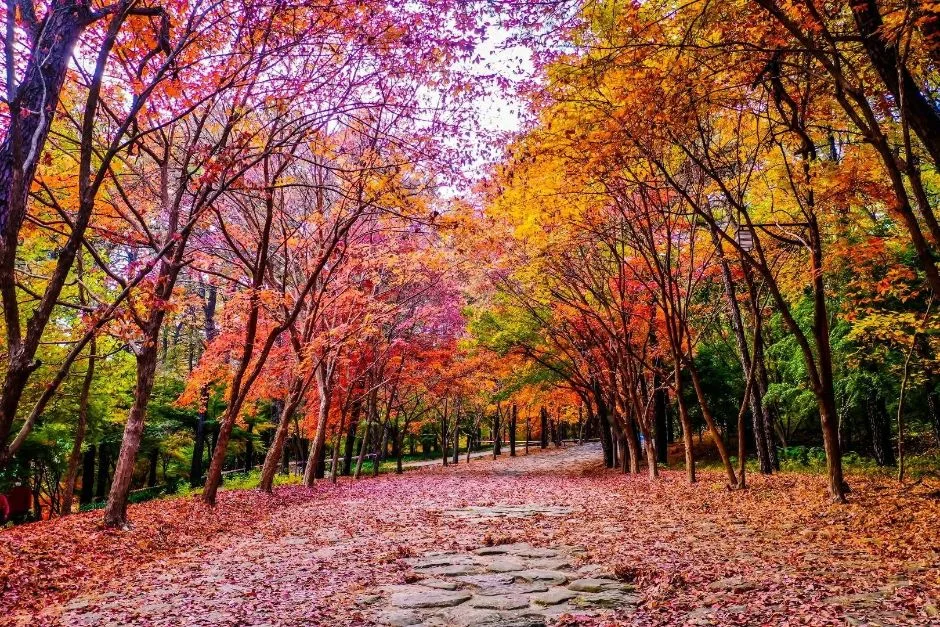 부소산 (7)