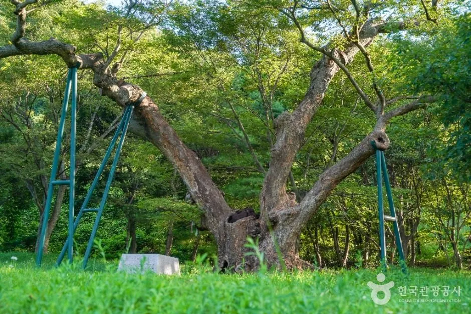 포항_포항 마북리 느티나무 (4)