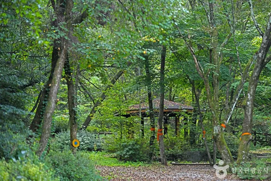 영월_망경대산자연휴양림 (7)