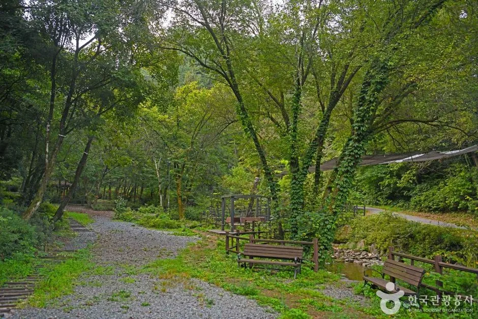 영월_망경대산자연휴양림 (5)