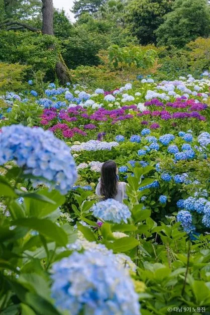 제주 수국 명소 4_현애원_2-7