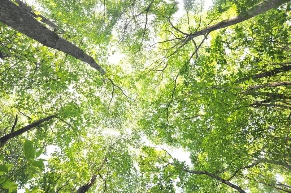 화천_용화산(강원평화지역 국가지질공원) (1)