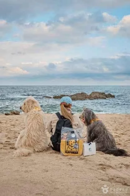 반비치
