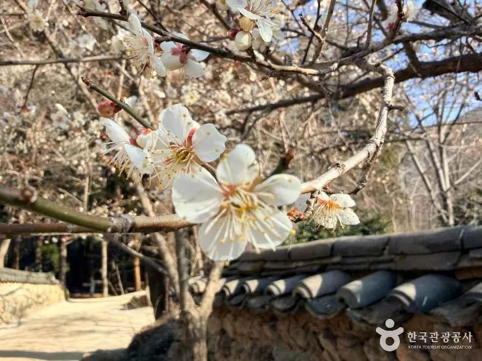 순천_선암사 (9)