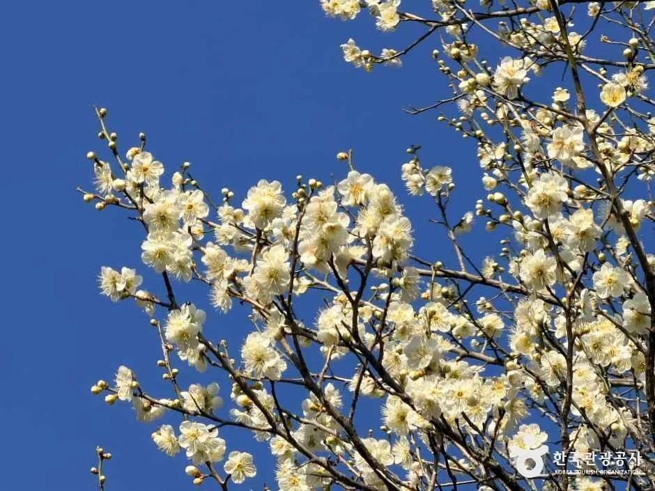 전남_순천_선암사 [유네스코 세계유산]_외부_6.jpg