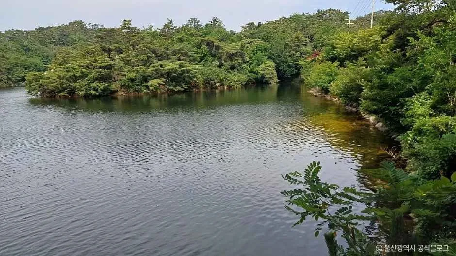 울산_명덕호수공원 (10).jpg