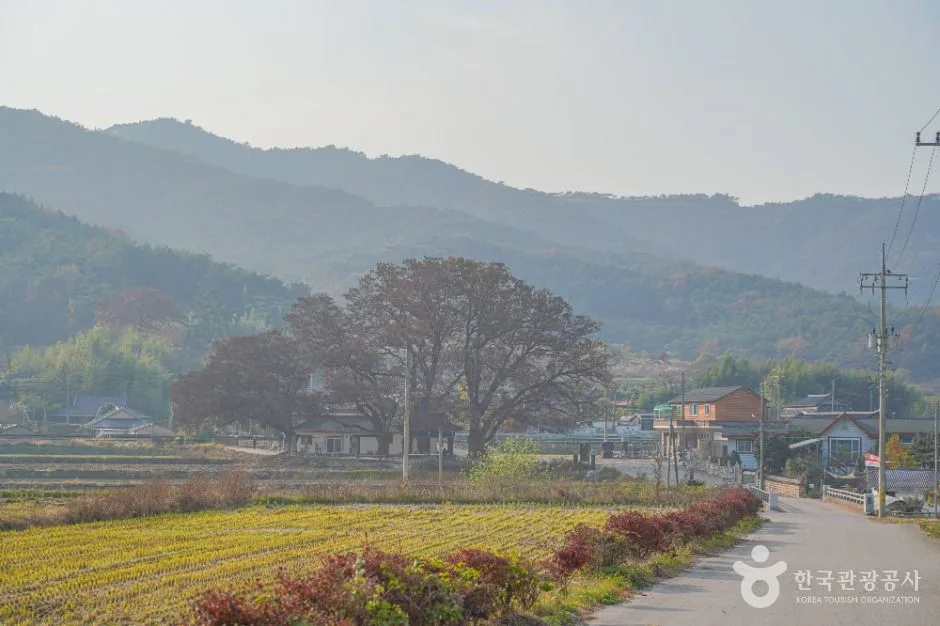 영광_영광 용암마을 (1)