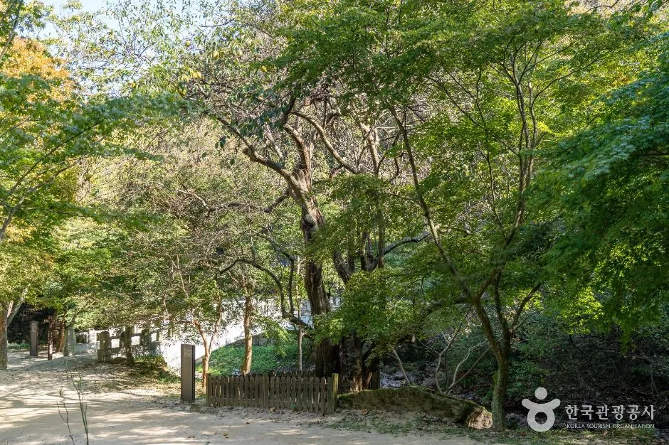 순창_강천사 모과나무 (1)