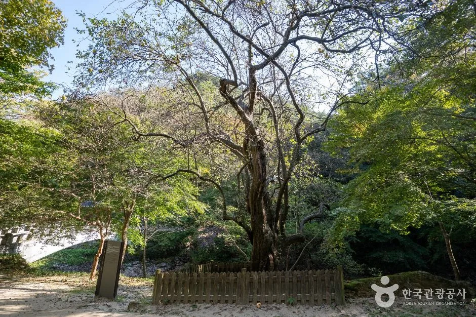 순창_강천사 모과나무 (4)