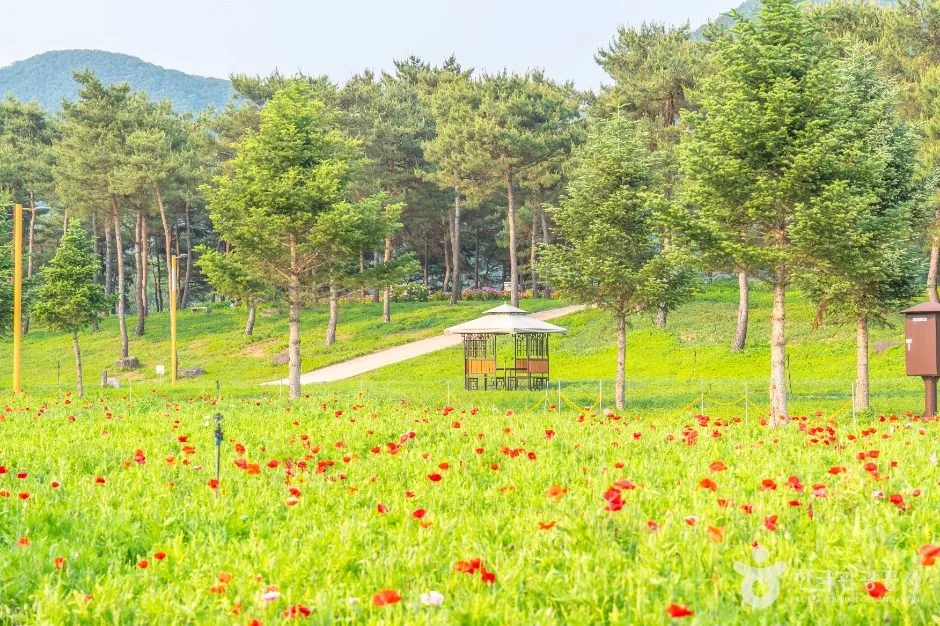 자라섬