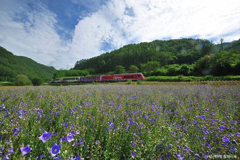 정선_정선아리랑열차(A-train) (2)