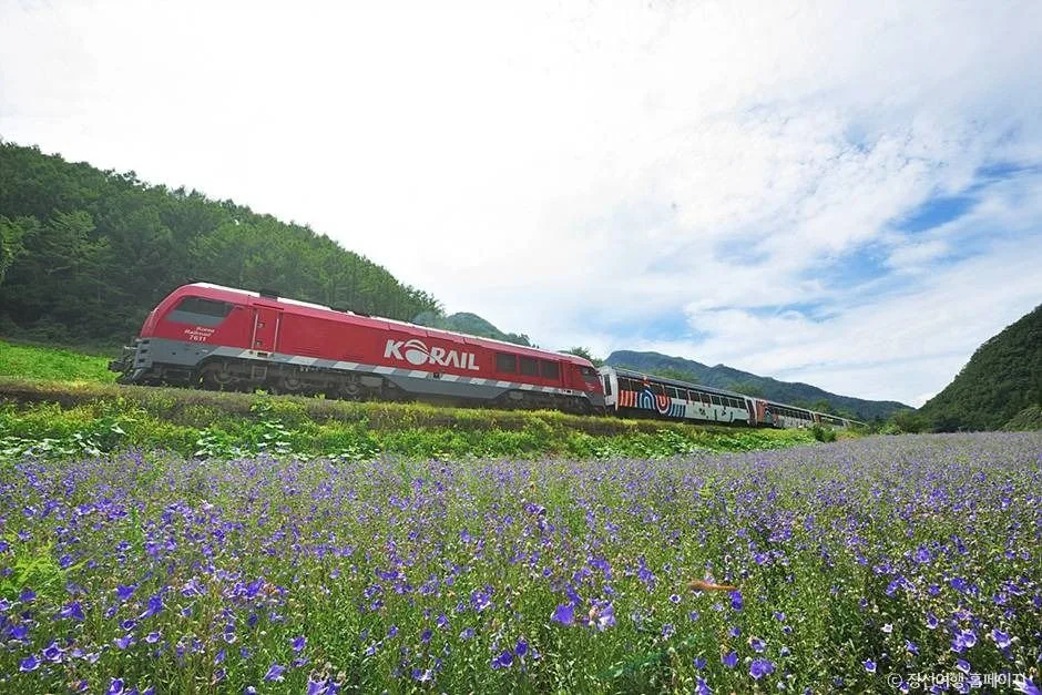 정선_정선아리랑열차(A-train) (3)