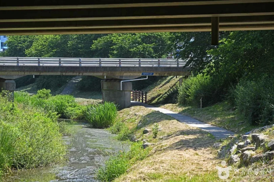 당진_당진천 벚꽃길 (3)
