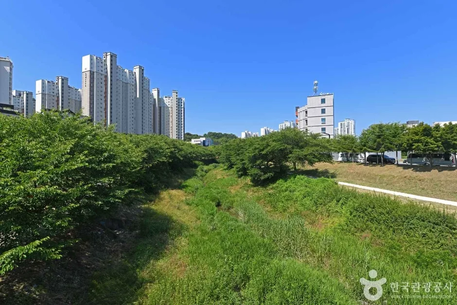 당진_당진천 벚꽃길 (5)