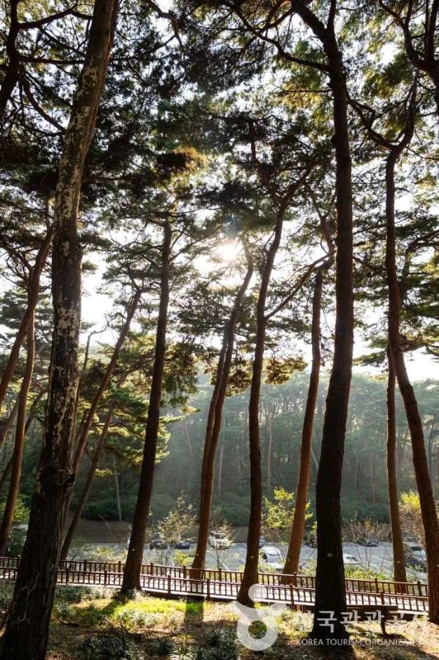 충남_태안_안면도자연휴양림_외부_2.jpg