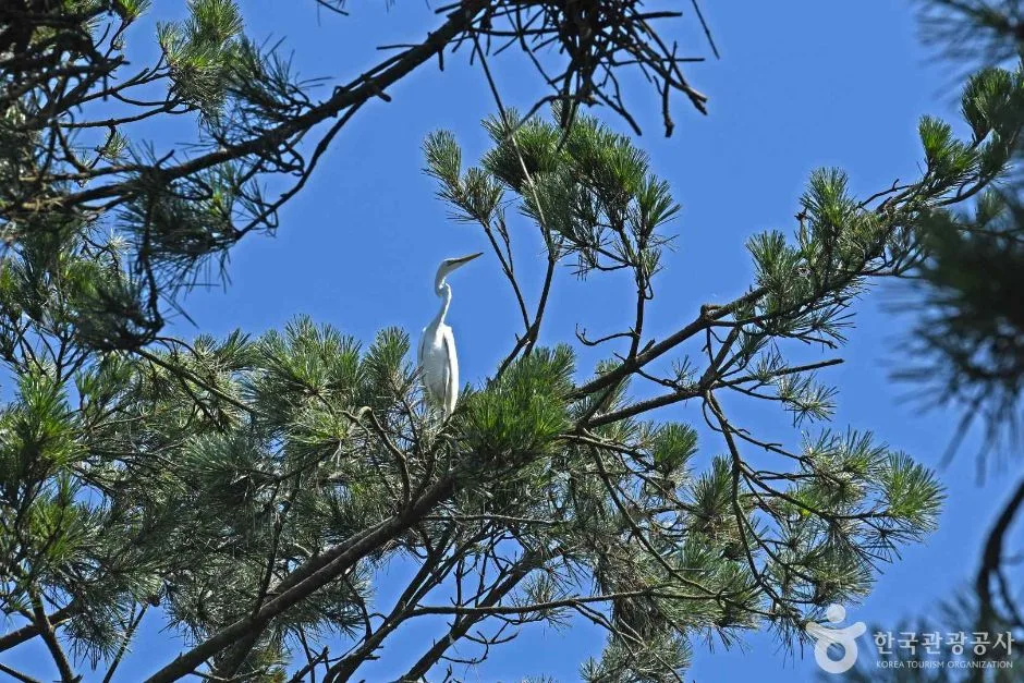 무안_무안 용월리 백로와 왜가리 번식지 (2)