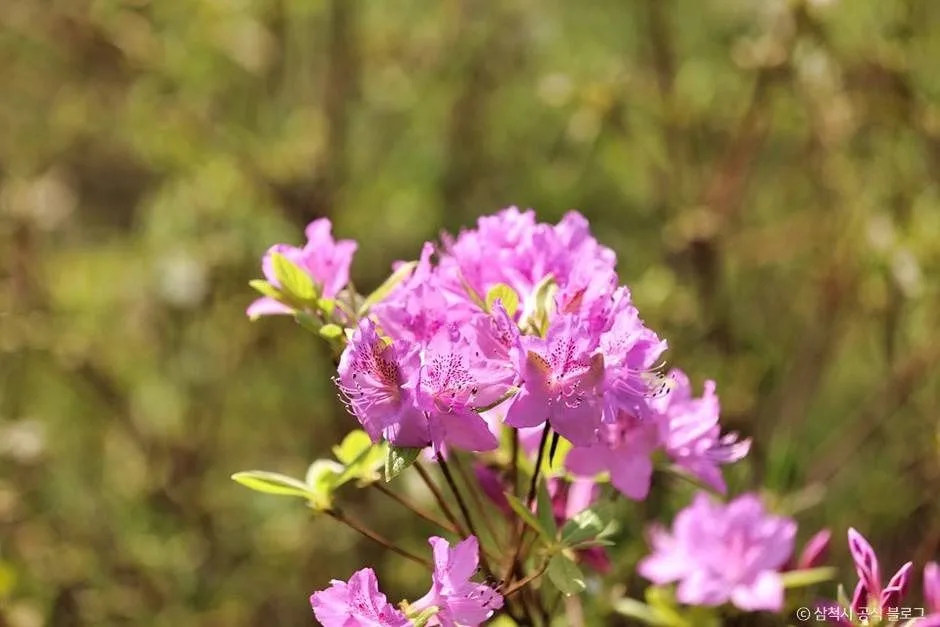 삼척_봉황산산림욕장 (8)