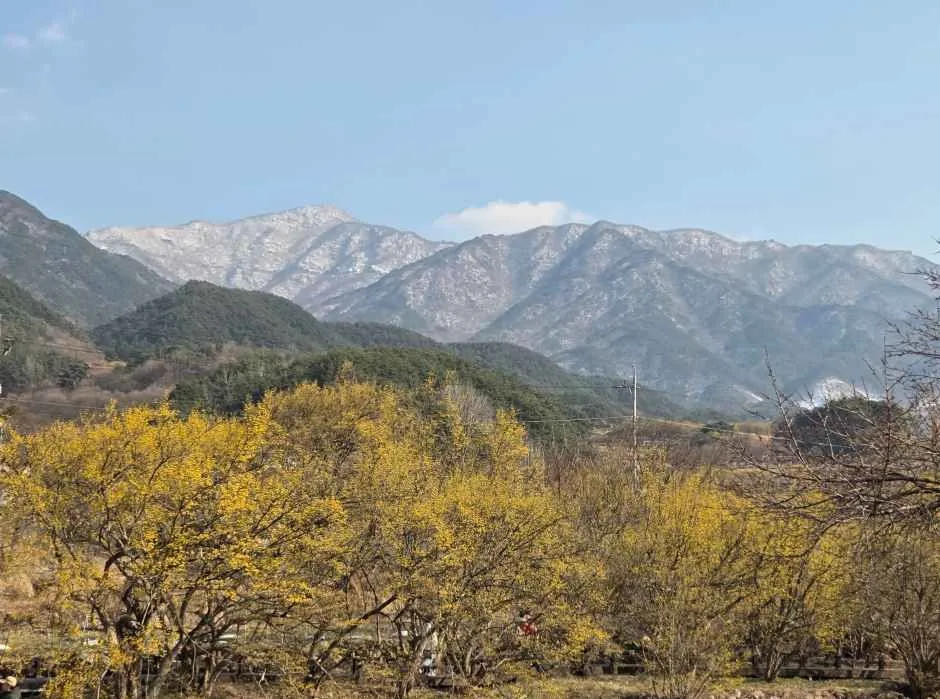 2026 구례산수유꽃축제  (4).jpg