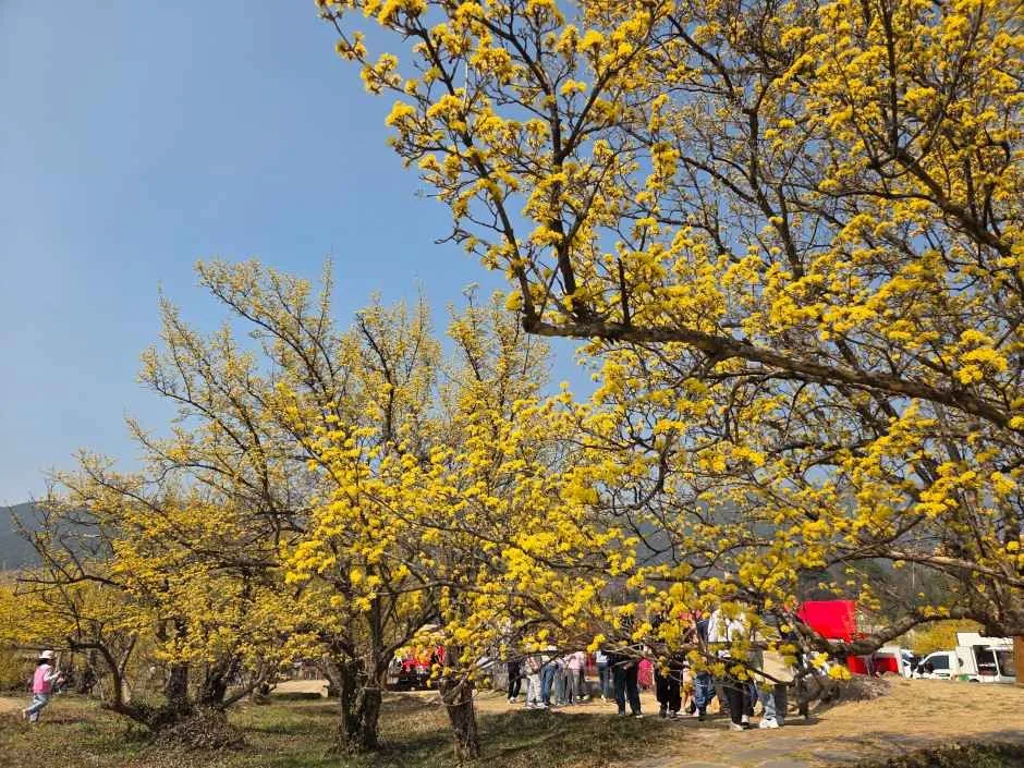 2026 구례산수유꽃축제  (2).jpg