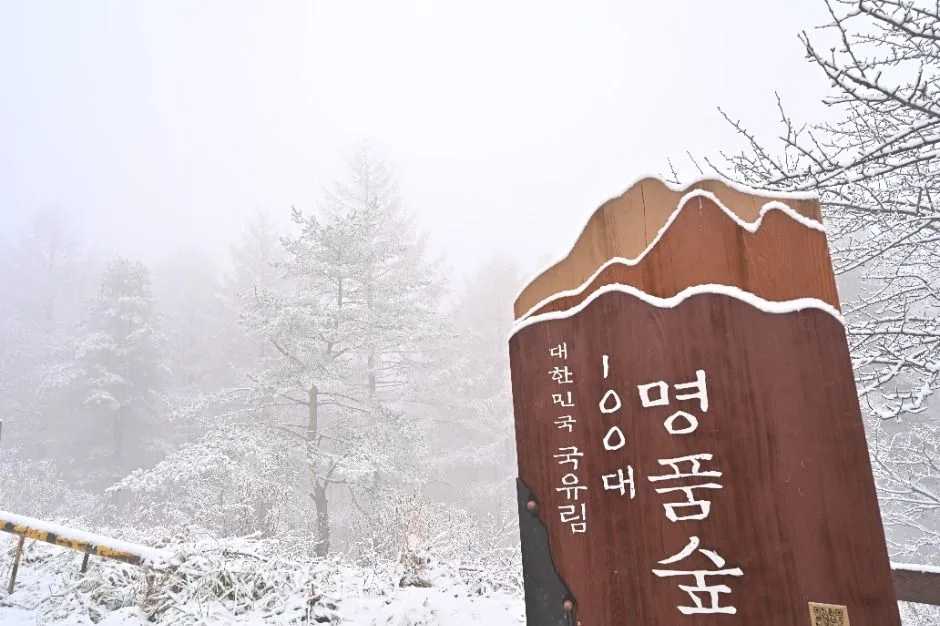 정선_만항재 (7)