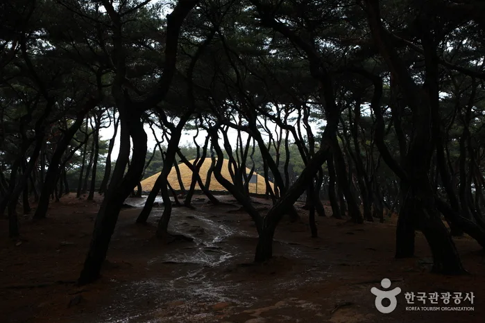 선덕여왕릉_11