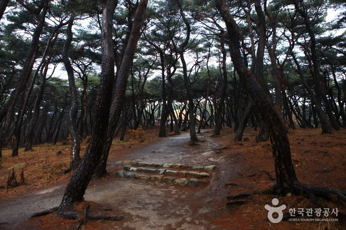 경북_경주_경주 선덕여왕릉 (8)