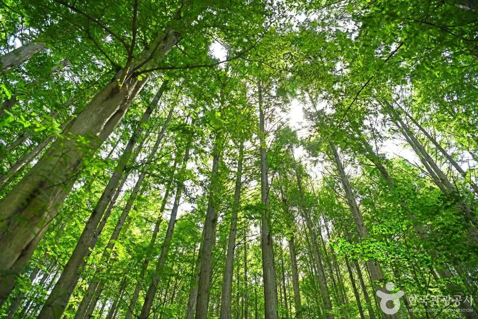 충북_옥천_화인산림욕장 (2)