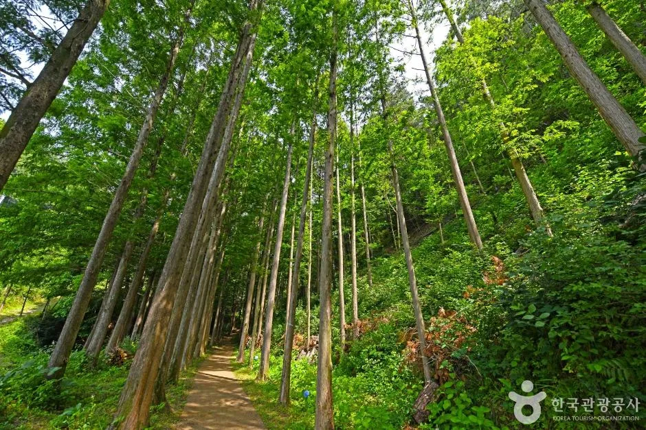 충북_옥천_화인산림욕장 (5)