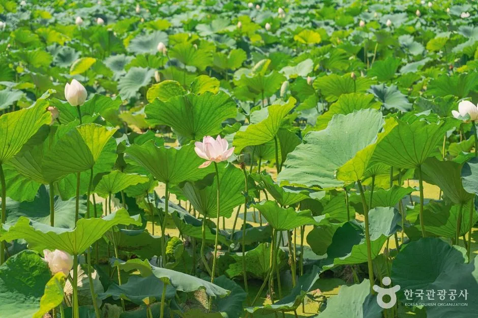 울주_회야댐 생태습지 (2)