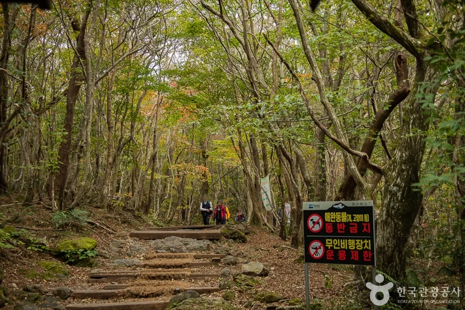 한라산 성판악 (4)