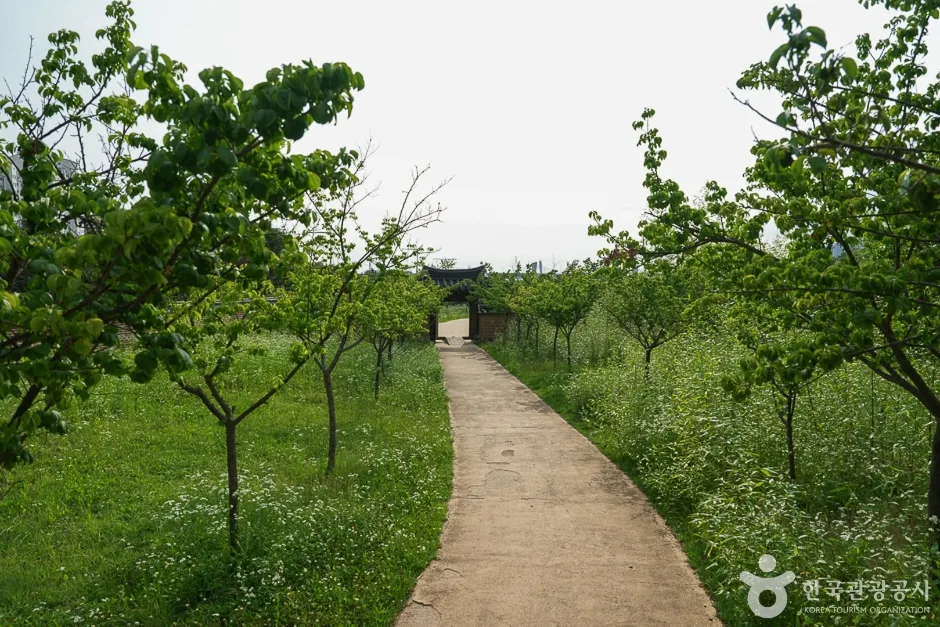 경인아라뱃길 매화동산15