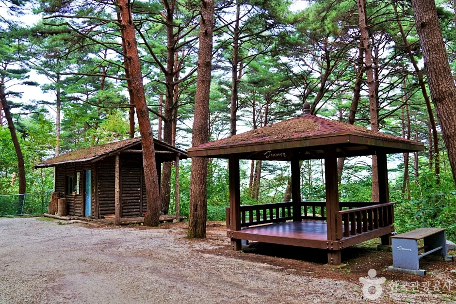 경북_봉화_서벽 금강소나무숲 (10)