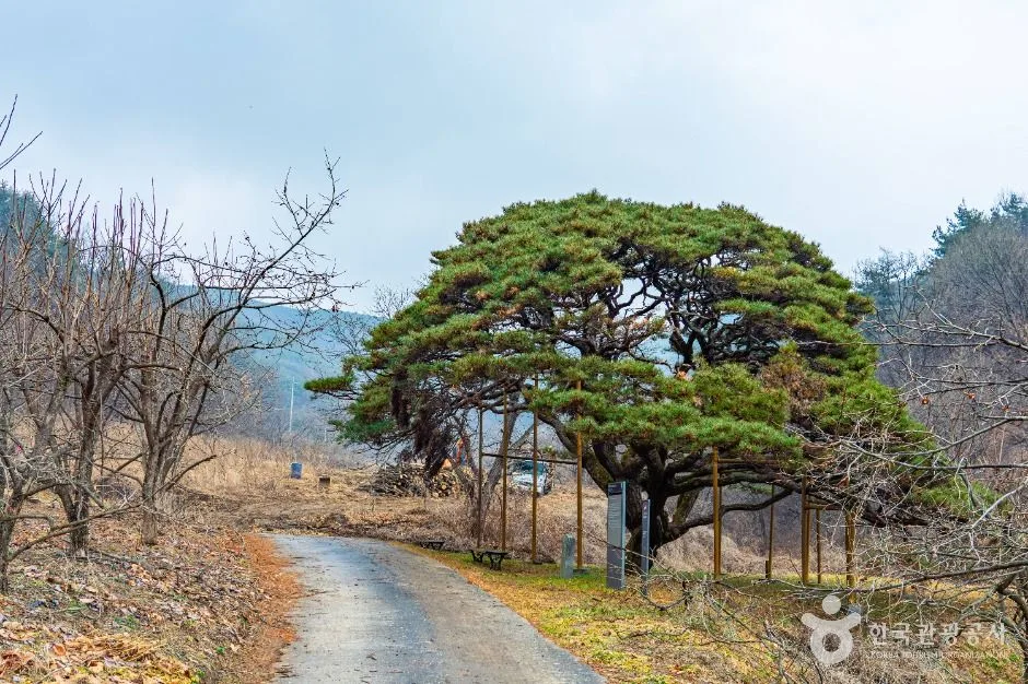 예천_예천 사부리 소나무 (5)