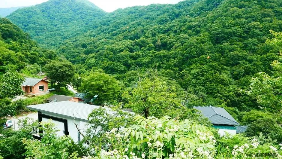 남원_지리산 천년송 (2)