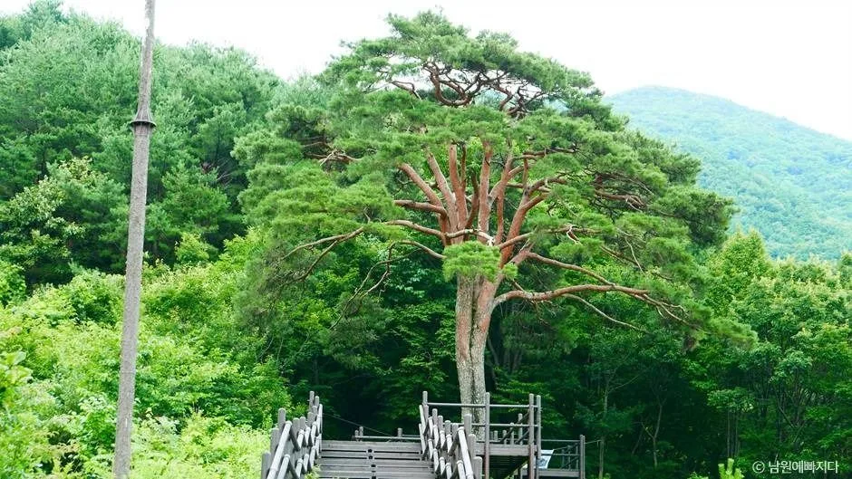 지리산 천년송