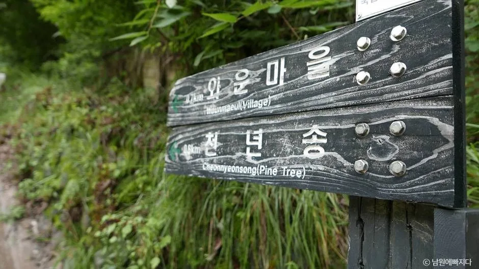 남원_지리산 천년송 (1)
