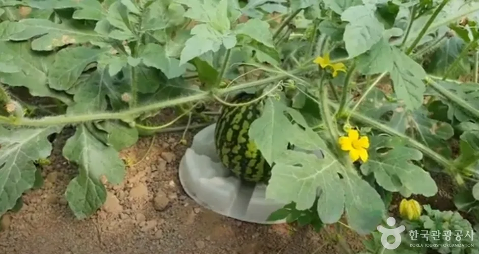 큰삼촌농촌체험여행 (1)