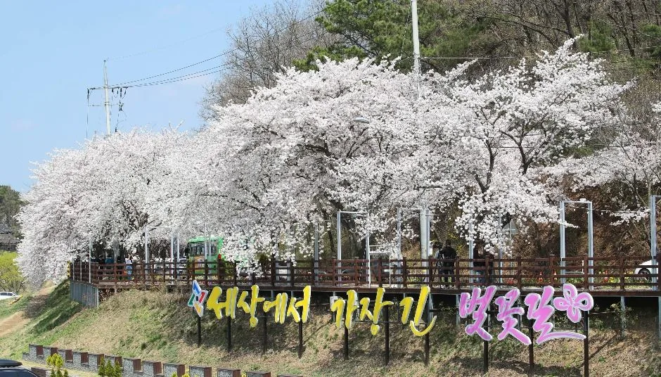 대전_대청호 벚꽃길 (1)