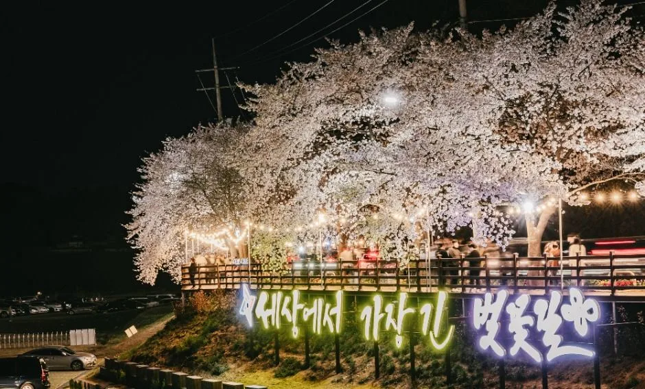 대전_대청호 벚꽃길 (5)